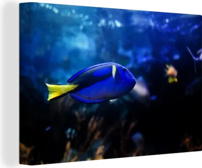 Obrázok produktu pre OneMillionCanvasses® - Maľba na plátne - Obraz na plátne Nástenná maľba na plátne - Modré ryby v akváriu - 150x100cm - Fotografia na plátne - maľba na