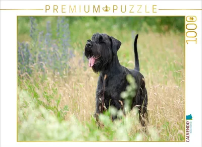 Produktbild von CALVENDO Puzzle Riesenschnauzer - schwarz | 1000 Teile Lege-Größe 64x48cm Foto-Puzzle für glückliche Stunden