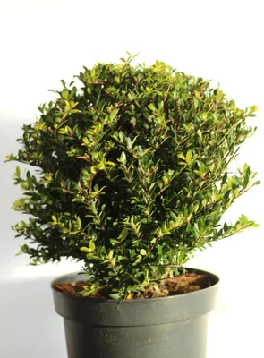 Obrázok produktu pre Japonský drieň Ilex crenata Rezané vetvičky 35 - 40 cm