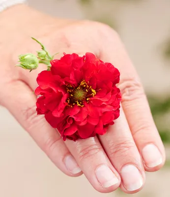 Produktbild von BALDUR Garten 1x Geum 'Firestarter®', Pflanze im 9x9 cm-Topf, kompakte Neuzüchtung, winterharter Blickfang, blüht bis zu 6 Monate, ideal für Beet & Kübel, pflegeleicht & langlebig