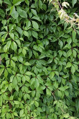 Image de Vigne vierge Parthenocissus quinquefolia 'Engelmannii' - 3 plants, Ø 15 cm, hauteur 65 cm