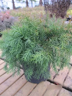 Produktbild von Cryptomeria japonica Monstrosa Nana - Japanische Sicheltanne  - 15-20