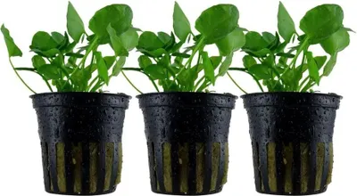 Produktbild von Aquarium Pflanze 3 Stück Nymphoides hydrophylla 'Taiwan' AquaOne Nr.041B Set