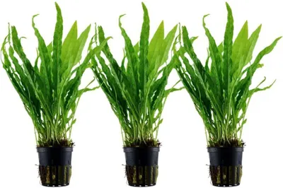 Produktbild von Aquarium Pflanze 3 Stück Microsorum pteropus Wasserpflanze Tropica Nr.308 Set