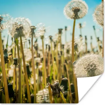 Produktbild von MuchoWow® Poster Blumen - Löwenzahn - Gras 75x75 cm - Wand Dekoration