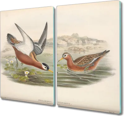 Produktbild von Coloray Hackbrett Küchenbrett Kochplattenabdeckung Schneidebrett Herdabdeckplatte 2x30x52 cm - Vögel Tiere