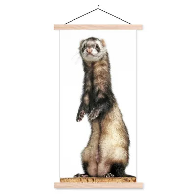 Produktbild von MuchoWow® Textilposter Frettchen - Tiere - Fell 60x120 cm mit holzfarbenen Rahmen - Holz