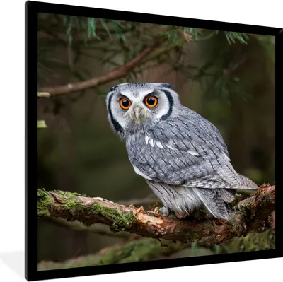 Produktbild von MuchoWow® Gerahmtes Poster Eule - Vogel - Äste - Natur 40x40 cm - Poster mit Schwarzem Bilderrahmen Wandposter Rahmen Foto Bilder - Mit Rahmen - Wanddekoration Schlafzimmer