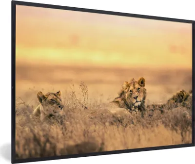Produktbild von MuchoWow® MuchoWow® Gerahmtes Poster Löwen - Gras - Himmel 60x40 cm - Poster mit zchwarzem Bilderrahmen - Printing - Wanddeko Schlafzimmer
