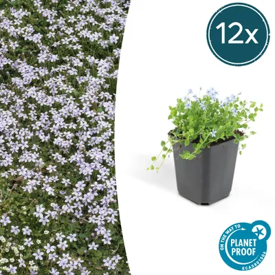 Produktbild von Bodendecker - Blauer Bubikopf - Isotoma fluviatilis - 9cm Topf - Set mit 12 Pflanzen