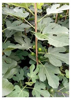 Produktbild von Ficus carica aromatische Feige Feigenbaum 60-80 cm