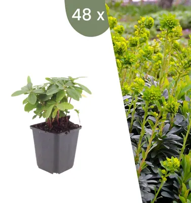 Productafbeelding van Planten van Frank | 48 Mandelbladachtige Wolfsmelkplanten | Euphorbia amygdaloides var. Robbiae | Bodembedekker | Winterhard | Meerjarig | Tuinplanten