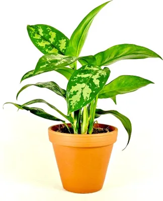 Obrázek produktu pro Gardners Aglaonema Maria, průměr 12-14 cm