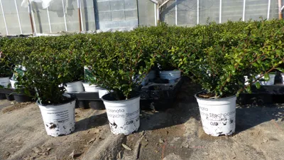 Produktbild von 10 Stück Ilex crenata Stokes Heckenpflanze Buchsbaum Ersatz winterhart + robust