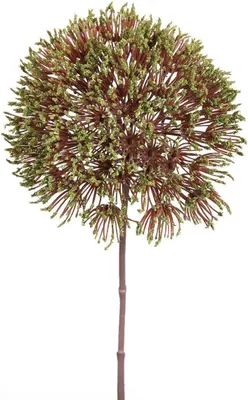 Produktbild von Gilde Bischofskraut   aus Kunststoff · grün-kastanienbraun  Höhe 81 cm   54192
