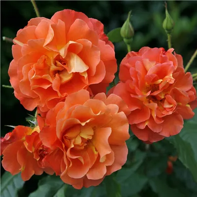 Produktbild von Rosa  - Kletternde Rose Kordes - Rosa 'Westerland'