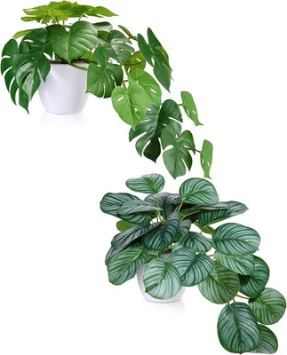 Produktbild von Famanu Kunstpflanze 35 cm - Set mit 2 verschiedenen Pflanzen in Töpfen