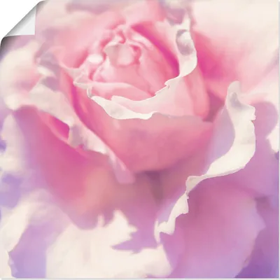 Produktbild von ARTland Poster Rosa Größe: 40x40 cm