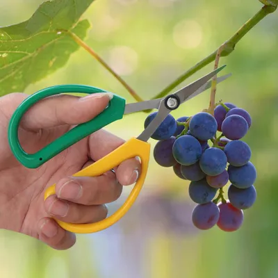 Obrázek produktu pro Květinové nůžky z nerezové oceli Nůžky na prořezávání rostlin Zahradní nůžky Ruční nůžky na prořezávání rostlin