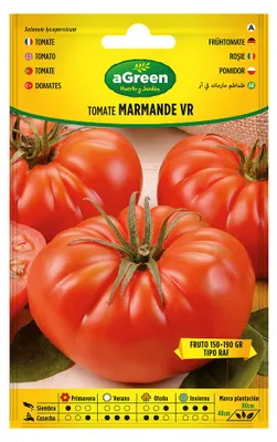 Image de Graines Tomate Marmande Tomate Charnue Et Savoureuse - Agreen