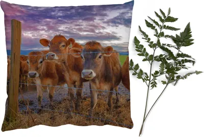 Produktbild von MuchoWow® Zierkissen Sofakissen Wohnzimmer Dekokissen 50x50 cm Kuh - Tiere - Kühe - Komfort - Sofakissen