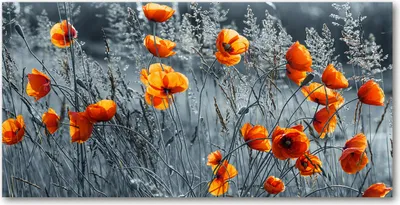 Produktbild von Tulup® Glas-Bild - 100x50 -Wandkunst - Wandbild hinter gehärtetem Sicherheitsglas  - Blumen & Pflanzen - Mohnfeld - Orange