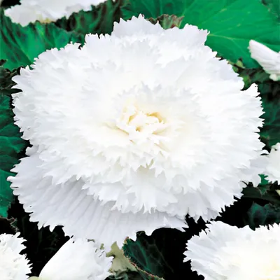 Image de Bégonia frangé blanc White 1 pièce bégonias plants plant bulbe