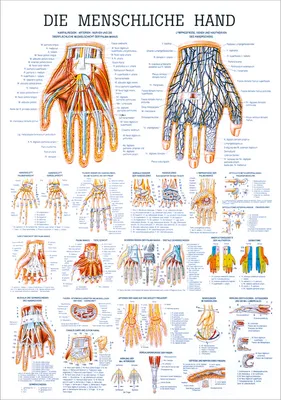Produktbild von Die Hand Lehrtafel Anatomie 100x70 cm medizinische Lehrmittel