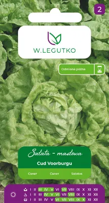 Produktbild von Saatgut von Miracle Voorburg Salat 1g - W.Legutko