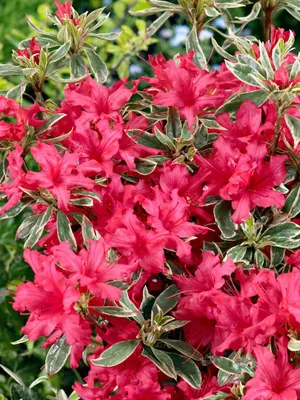 Produktbild von Japanische Azalee Silver Sword 30-40 cm, im Topf - Rhododendron obtusum, immergrün