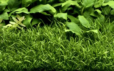 Produktbild von Aquarium Pflanze Lilaeopsis brasiliensis Wasserpflanzen AquaOne Topf Nr.340 Deko
