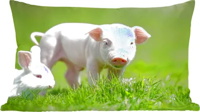 Produktbild von MuchoWow® Zierkissen Sofakissen Wohnzimmer Dekokissen 60x40 cm Ferkel - Kaninchen - Tiere - Kopfkissen - Polster mit Foto