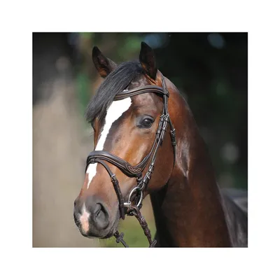 Produktbild von Kavalkade Trense Ivy braun mit englisch kombiniertem Reithalfter, Größe Pferd:Warmblut