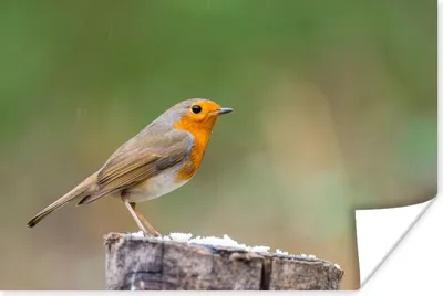 Produktbild von MuchoWow® Poster Tiere - Vogel - Rotkehlchen 120x80 cm - Bilder