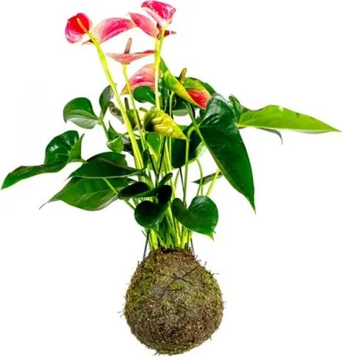 Obrázek produktu pro Gardners Kokedama Anthurium andraeanum růžová (L)