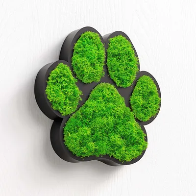 Produktbild von MOOSWERK Moos Hundepfote Türschild | Edles Türschild & Wandschild für Hundeliebhaber | Dekorative Pfote für den Innenbereich | Moosbild Pfote Hund Schwarz