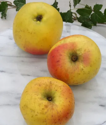 Produktbild von Apfelbaum `Grahams Jubiläumsapfel´ - 120-140cm im 10 Liter Topf