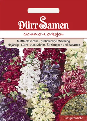 Produktbild von Dürr-Samen - Sommer-Levkojen Mischung einjährig 60 cm - Saatgut - 0720