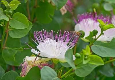 Produktbild von Kapernstrauch (Capparis spinosa L.) Samen, 20 Stück, immergrün & anspruchslos
