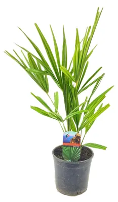 Productafbeelding van JUNAVERA Trachycarpus fortunei | Chinese waaierpalm | 55 cm hoog | In 15 cm pot | Winterharde tuinpalm