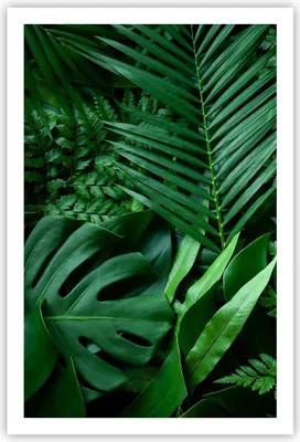 Produktbild von Poster - Poster ohne Rahmen - Exotisch Blätter Monstera - 61x91,5 cm - Wand Bild - Wanddeko - Wandbilder - Kunstposter - Wandposter - Bilder - Kunstdruck - Wanddekoration - Wandbild - P2XPA61x91-4746