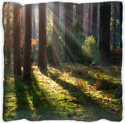 Produktbild von Wallario Premium Kissen, weiche Oberfläche, mit Motiv Sonnenstrahlen im Herbstwald, Größe: 30 x 30 cm, mit weißer Rückseite