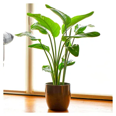 Produktbild von Strelitzia nicolai | 35-45cm getöpferte Baum-Strelitzie | Zimmerpflanze