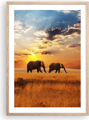 Produktbild von Gerahmtes Poster - Rahmen in heller Eiche - Elefanten Safari Dschungel Busch - 50x70 cm - Wand Bild - Wanddeko - Wandbilder - Wandposter - Bilderrahmen - Bilder - Kunstdruck - P2NPA50x70-3150