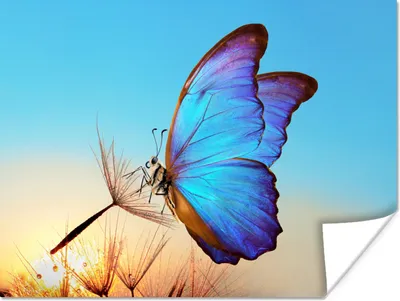 Produktbild von MuchoWow® Poster Schmetterling - Löwenzahn - Blau 120x90 cm - Wandbild