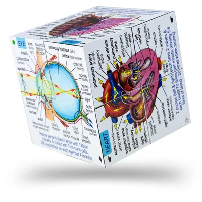 Produktbild von BigJigs Menschlicher Körper