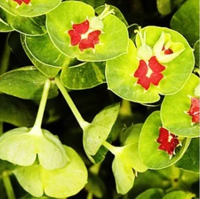 Obrázok produktu pre 6 x ostrica Bastardova - Euphorbia martinii | Kvetináč 9cm x 9cm