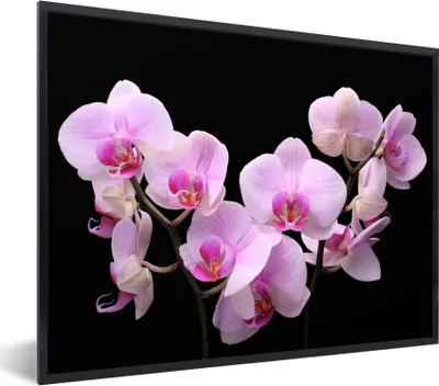 Produktbild von MuchoWow® Gerahmtes Poster Orchidee - Blumen - Rosa - Flora 40x30 cm - Poster mit Schwarzem Bilderrahmen Wandposter Rahmen Foto Bilder - Kunstposter - Wanddekorationen