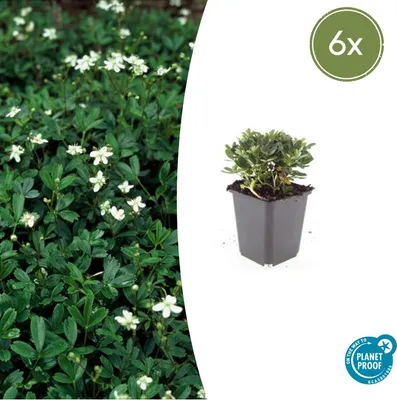Zdjęcie produktu dla Roślina okrywowa - pięciornik dywanowy - Potentilla tridentata 'Nuuk' - Doniczka 9 cm - Zestaw 6 roślin