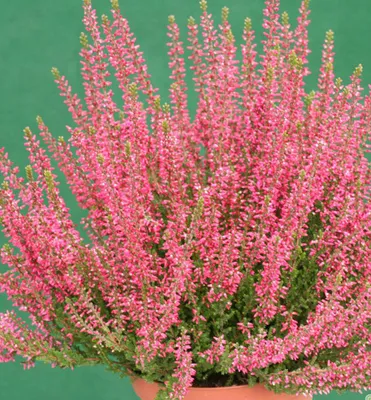 Produktbild von Besenheide ´APHRODITE´ Cont. 0,5 l